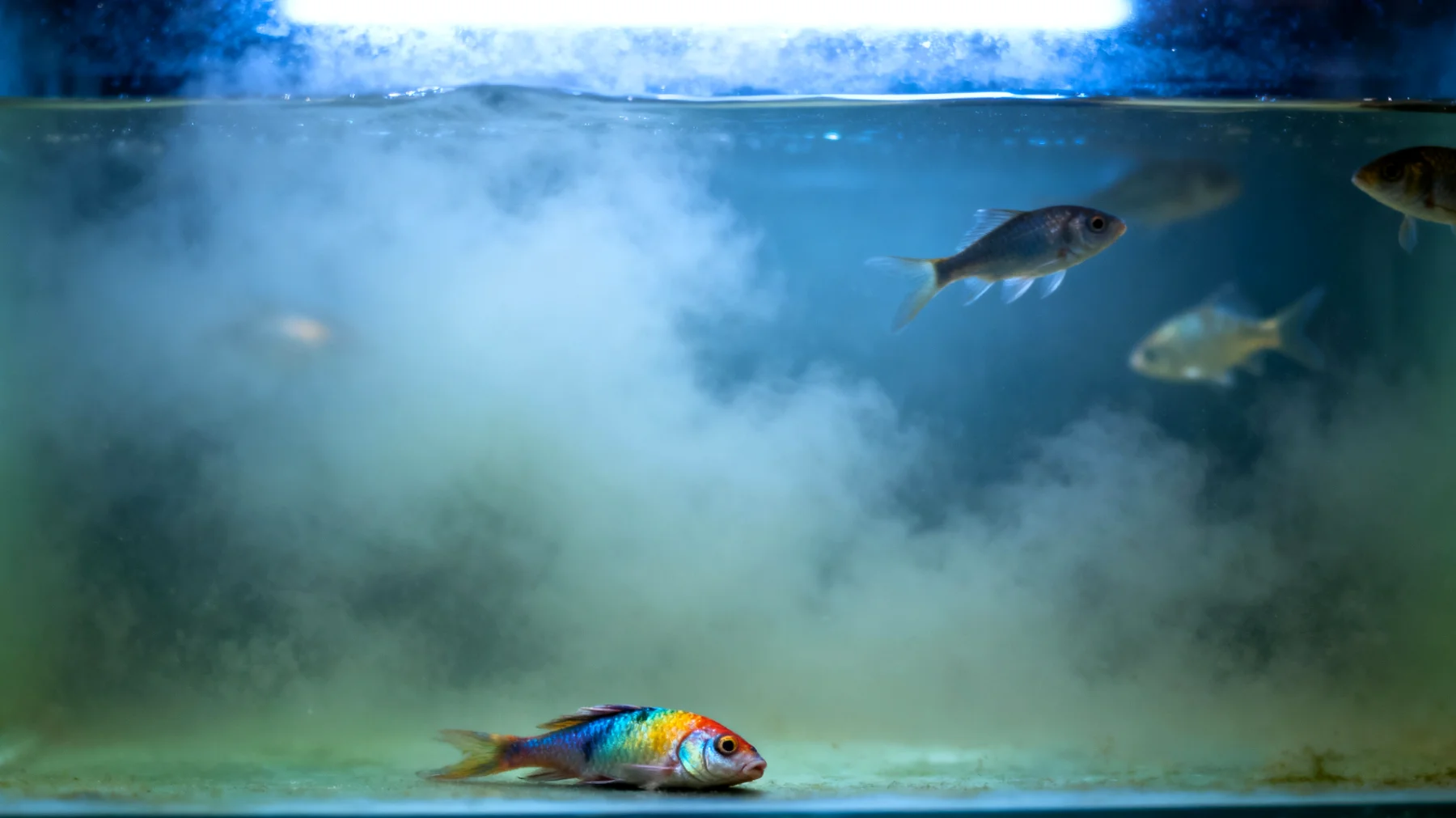 Junge Fische sind besonders anfällig für Krankheiten und Stress während der kritischen Eingewöhnungsphase im Aquarium, was durch falsche Wasserwerte, unzureichende Quarantäne oder zu schnelle Integration ins Becken verursacht werden kann"