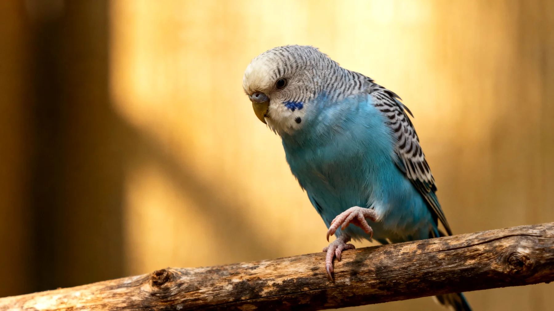 Ältere Wellensittiche leiden häufig unter Arthritis und Gelenkproblemen, die ihre Beweglichkeit einschränken und das Training sowie Verhaltensübungen erschweren, da sie Schwierigkeiten haben, auf Stangen zu klettern oder zu fliegen"
