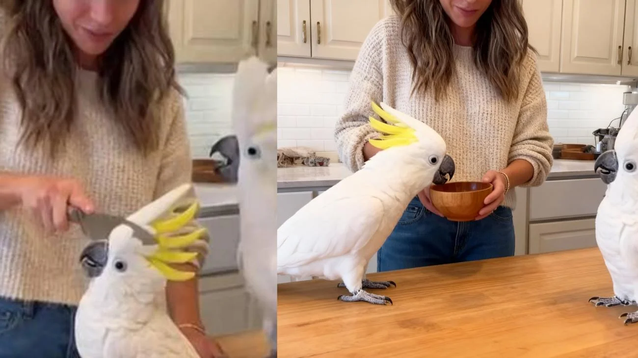 Kuchenkrimineller! 🦜🍰😱 #LustigerPapagei #ViralesVideo #KakaduDrama #Babagai #RaiseHail #AskFFT #PhinsUp #fup #englisch #HaustierComedy"